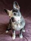 Frenchton dog studio portrait. Art Print